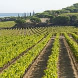 Campeggio Les Tournels: Domaine viticole des Tournels