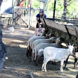 Campeggio Les Tournels: Attività - Mini-fattoria