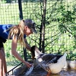 Camping Les Tournels: Mini fattoria