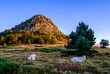 Ardèche - Mont Gerbier de Jonc - Bovins au pied du mont Gerbier-de-Jonc