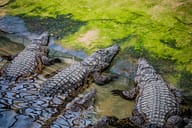Ardèche - La Ferme aux Crocodiles - Crocodiles