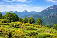 Ardèche - Mont Gerbier de Jonc - Genêts fleuris, sucs dont le mont Gerbier-de-Jonc sur le plateau Ardéchois