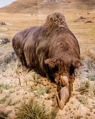 Ardèche - Musée de la Grotte de Chauvet