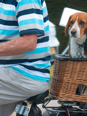 Camping Amfora - Diensten en winkels - De camping is huisdiervriendelijk