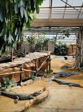 Ardèche - La Ferme aux Crocodiles - Crocodiles