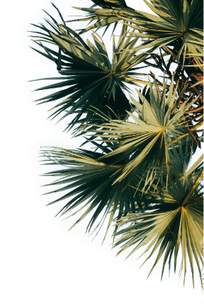 Camping Californie Plage - Palm tree
