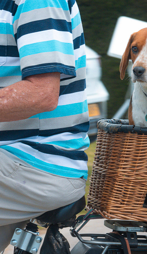Camping Amfora - Diensten en winkels - De camping is huisdiervriendelijk