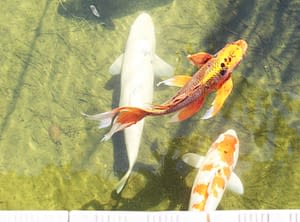 Camping les Tournels : Toujours plus proche de la nature - Bassin avec poissons