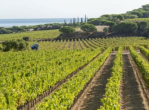 Camping Les Tournels: Wijnmakerij Tournels