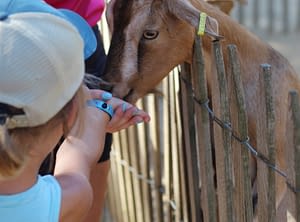 Camping Les Tournels: Kinderboerderij