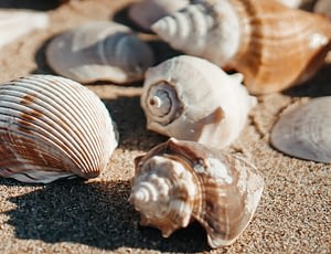 Les Terrasses de Kersiny - Journee sur l'île de Sein - Coquillage sur la plage