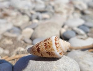 Les Terrasses de Kersiny - Journee sur l'île de Sein - Coquillages