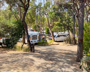 Camping les Tournels : Emplacement dans la foret de pins