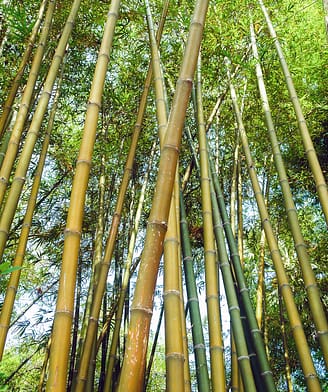 Jardin exotique, bambous &copy;Shutterstock