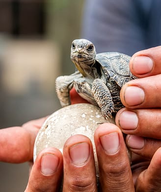 Tortue, &oelig;uf de tortue