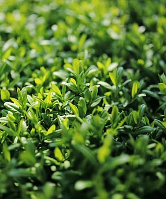 Sir&egrave;ne Holidays - Gros plan sur l\'herbe