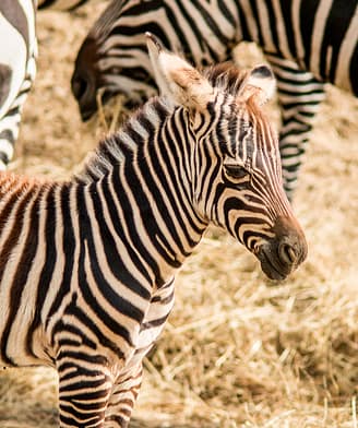 Petit zèbre dans la réserve africaine de Sigean, France