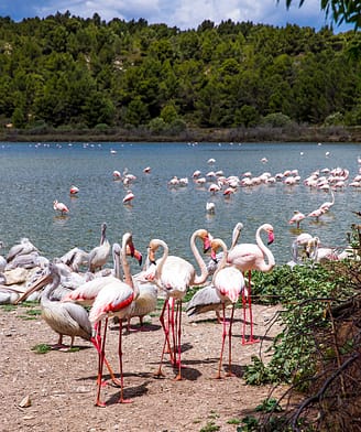 Groupe de flamants roses et de pélicans dans le parc animalier de Sigean en France