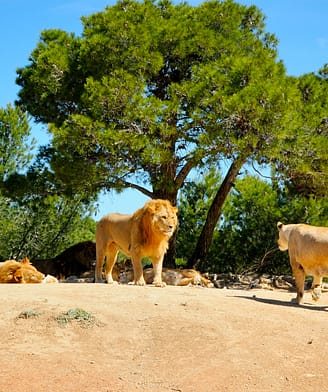 Lion et lionne. Parc safari de Sigean, France