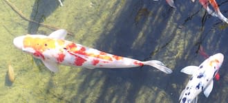 Campeggio Les Tournels: Spa - Piscina tropicale