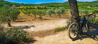 Campeggio Les Tournels: Escursione indimenticabile alle isole d’Or - Passeggiata in bici verso le vigne
