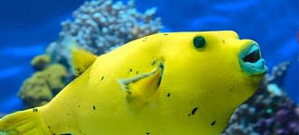 Camping les Tournels : Nice - aquarium de Monaco
