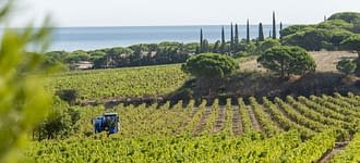 Camping les Tournels : Village - Vignes