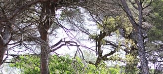 Campeggio Les Tournels: Paintball