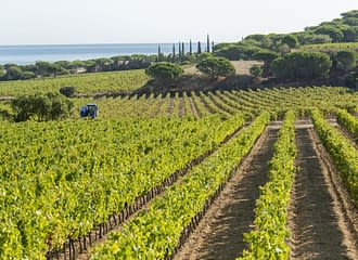 Camping les Tournels : Domaine viticole des Tournels
