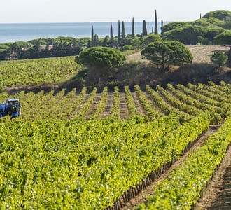 Campeggio Les Tournels: Villaggio - Vigne
