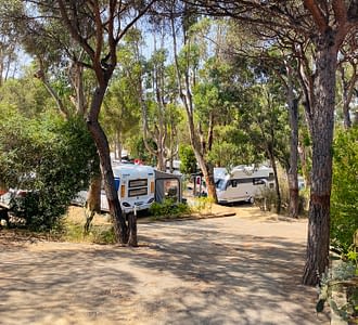 Camping les Tournels : Emplacement dans la foret de pins