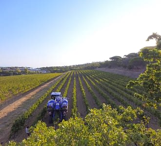 Camping les Tournels : Vignes