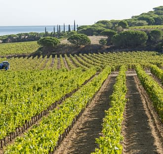 Camping les Tournels : Domaine viticole des Tournels