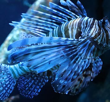 Aquarium Cap d\'Agde