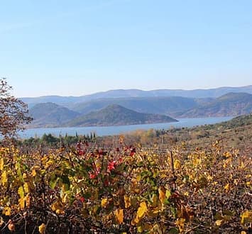 Vignes Hérault