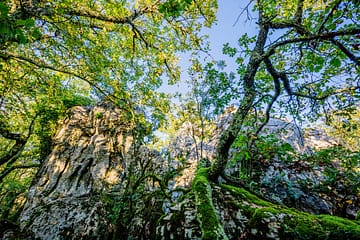 Ardèche - Le Bois De Païolive en Ardèche