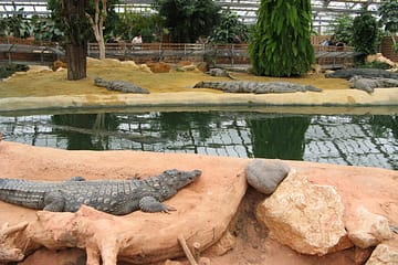Ardèche - La Ferme aux Crocodiles - Crocodiles