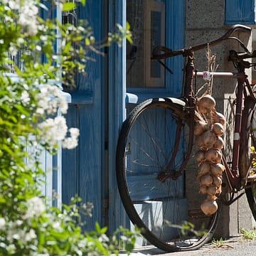 Camping Les Mouettes - Expériences - Roscoff - Vieux vélo et oignons