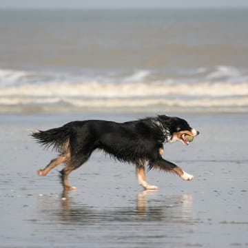 dog beach