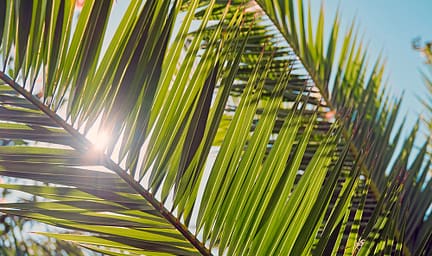 Sir&egrave;ne Holidays - Feuilles de palmier en gros plan