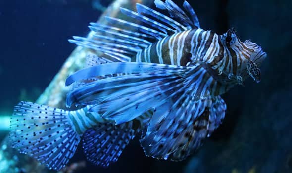 Aquarium Cap d\'Agde