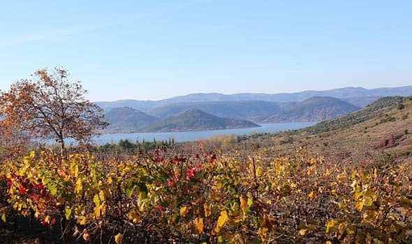 Vignes Hérault